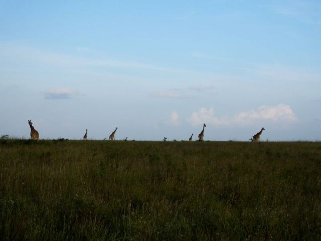 Ahh, the graceful and placid giraffe