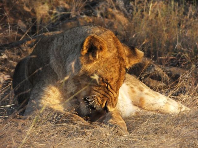Time for some grooming.