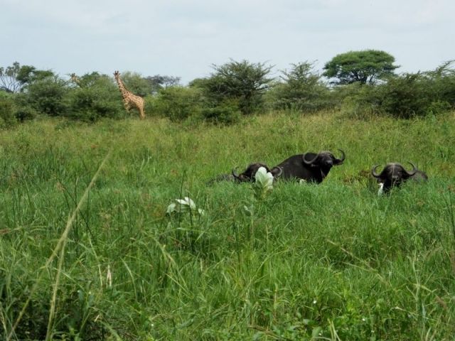 There really were four Cape buffalo here. I cut the fourth out so I could get the giraffe in the photo