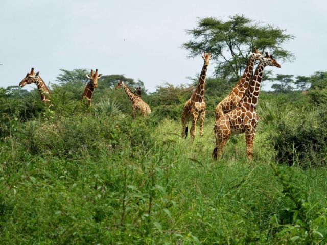Reticulated Giraffe