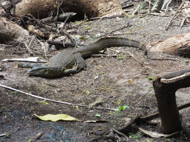 Nile Monitor