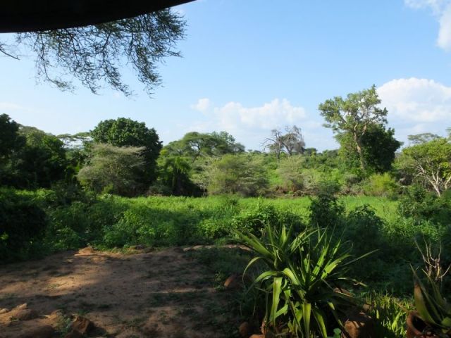 The view from our tent. The water isn't visible but is where the trees are lined up.