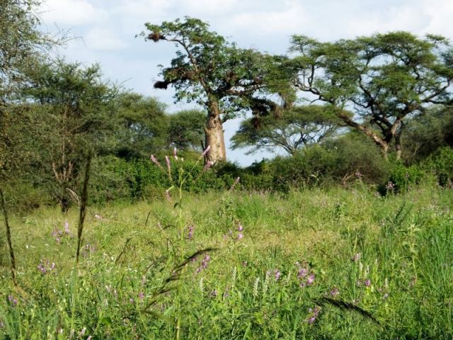 The only Baobab tree we saw.