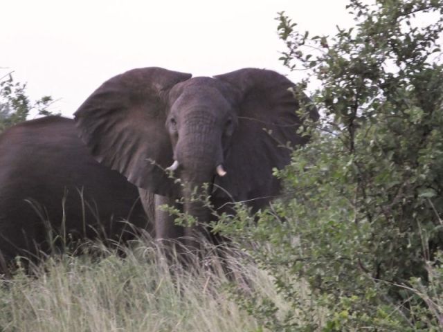 Another big momma fanning her ears at us.