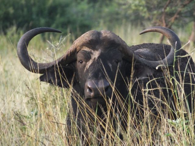 Just a reminder why it is best to let sleeping buffalo lay! This of course isn't the bull that keeps us from using the normal pathway