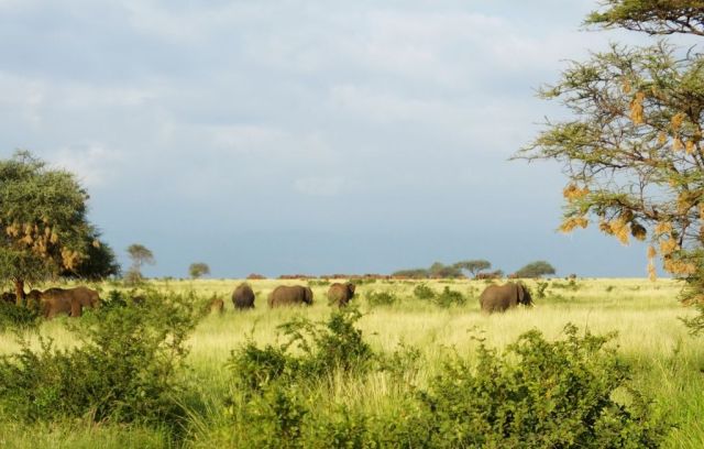 Some of the elephants when we first catch sight of them