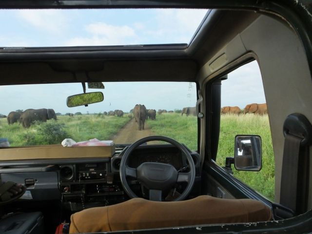 Surrounded by elephants