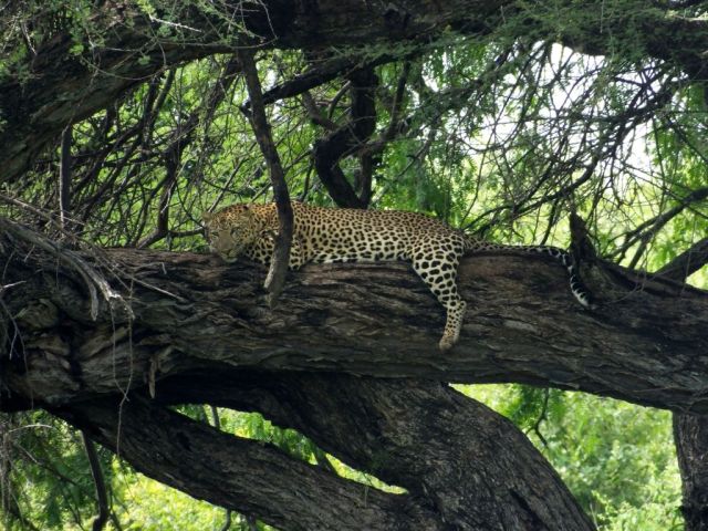 Oh why not. One more photo of this lucky sighting