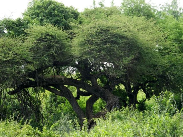 This is a photo of the leopard from the better vantage point without using any zoom. Dominic spotted the cat looking through the foliage on the left side of the tree! It is a beautiful tree tho:)