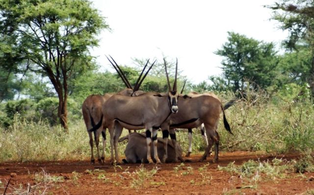 Despite the heat these Oryx are standing in the open and bunched together