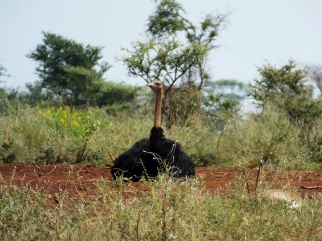 The dusting ostrich