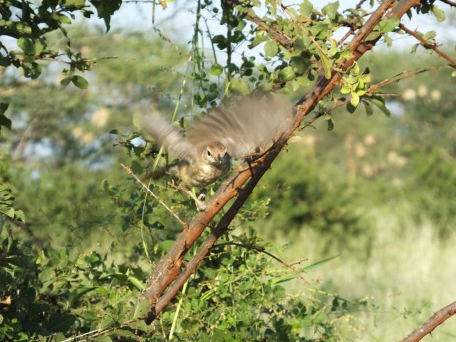 The Rosy-patched Bush Shrike that flew into the vehicle