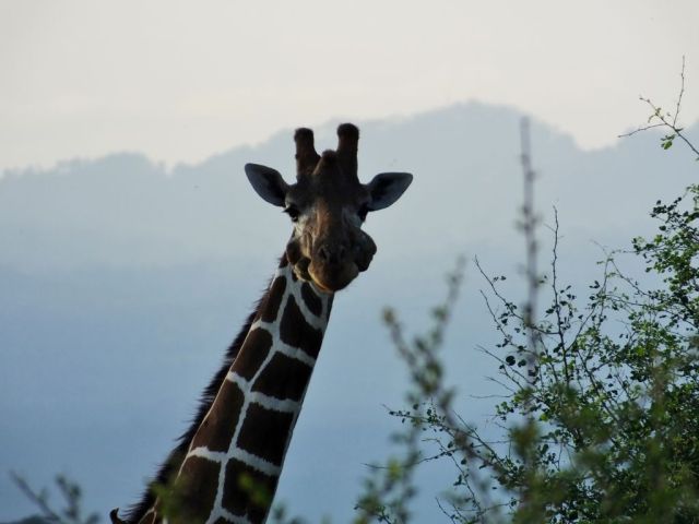 Look at all those lumps.