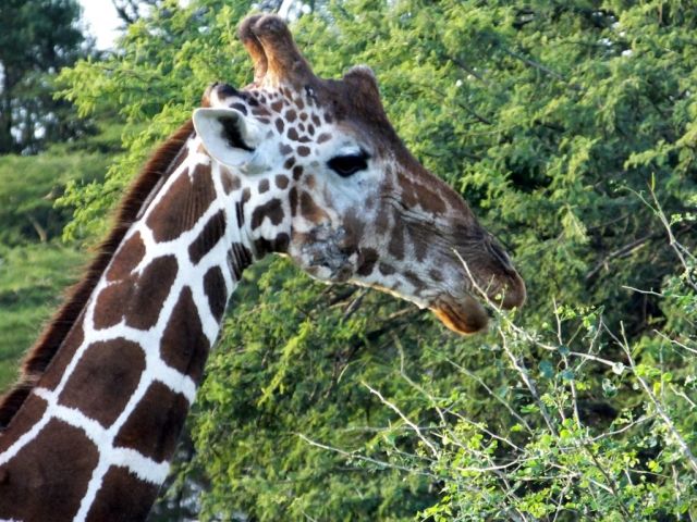 Here is a clearer view of one side showing the healed abscess