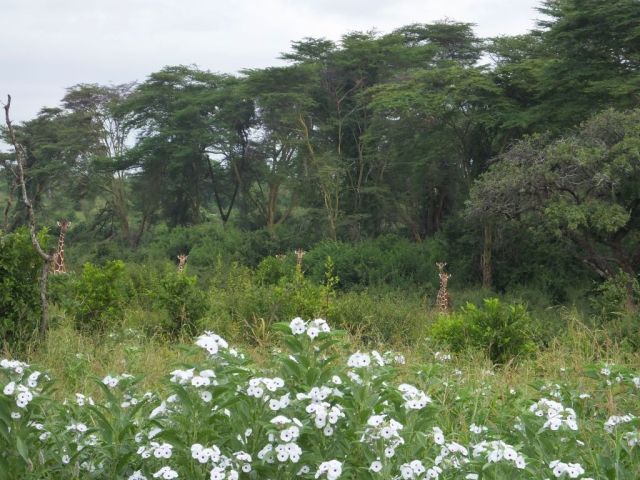 The shy giraffes peeking at us over the vegetation