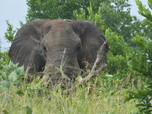 Here is a real tusker to compliment my Tusker beer.