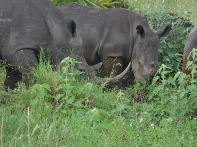 Two of the four white rhino we saw within minutes