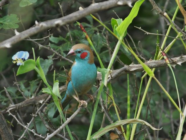 Red-cheeked Cordon-bleu sitting near the exit to the sanctuary. 