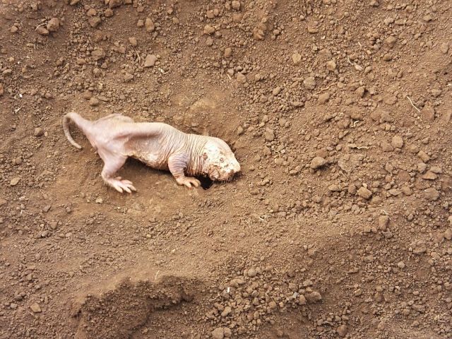 Naked Mole Rat. Yes he is supposed to look like that.