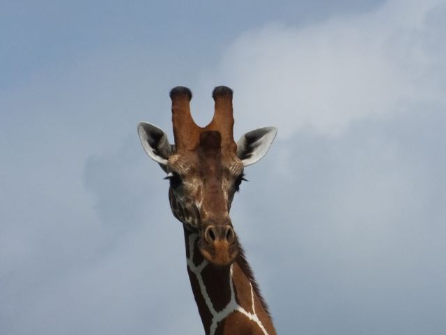 Giraffe portrait