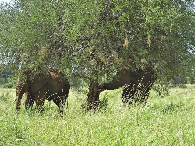 Bull resting his trunk on his tusk and the tree