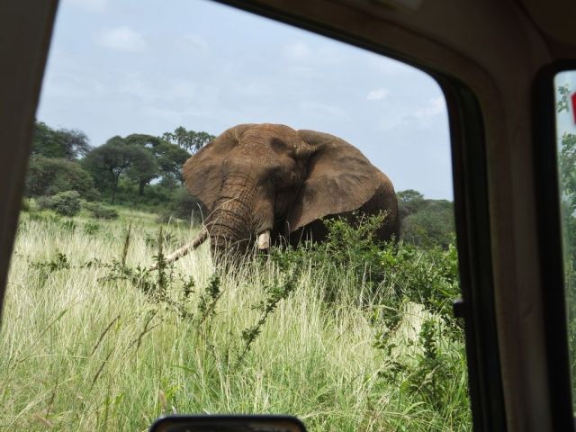 The bull comes in for a closer look at us