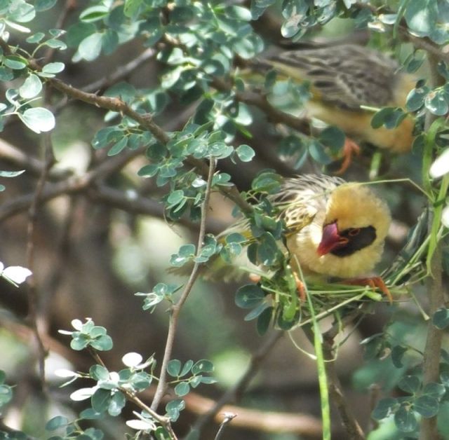 A red-billed quelea just beginning to weave a nest