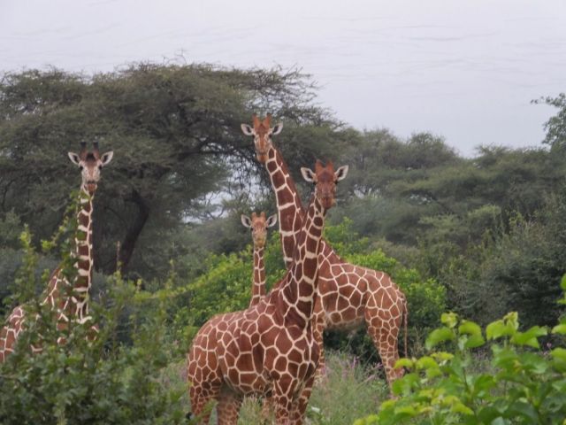 Giraffe looking us over in the dusky morning light. Can you see the streaks in the sky? Those are 1000's of quelea flying around.