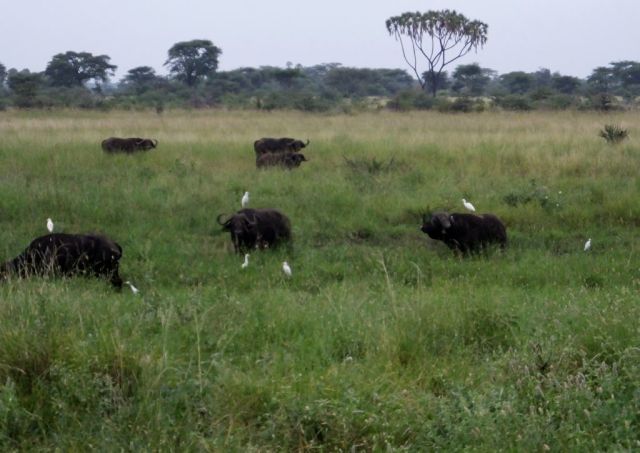 Cape buffalo and cattle egrets. It is sprinkling so this isn't in good light.