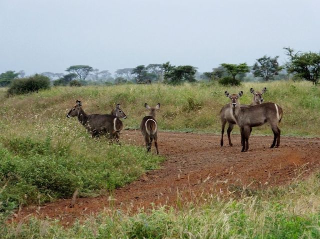 Family of Common Waterbuck