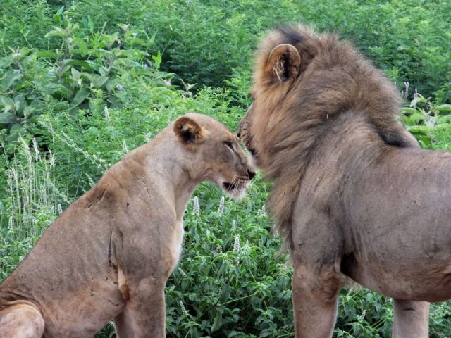 Just before the lions disappear into the brush and grass