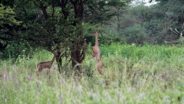 Gerenuk balancing on its back legs to forage