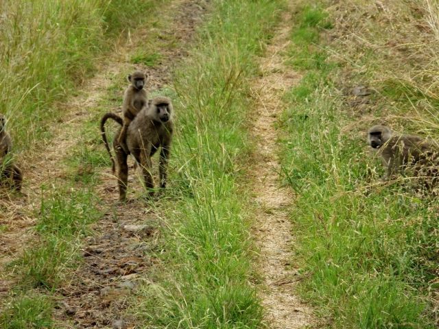 Some of the baboon troop that crossed the road