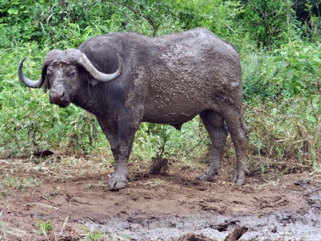 Cape buffalo after wallowing in the mud