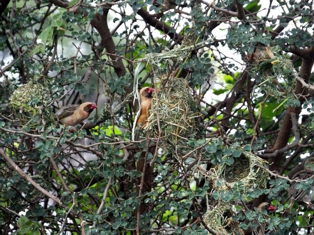 Male Queleas and completed nests