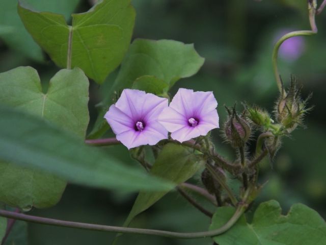 These look a bit like petunias