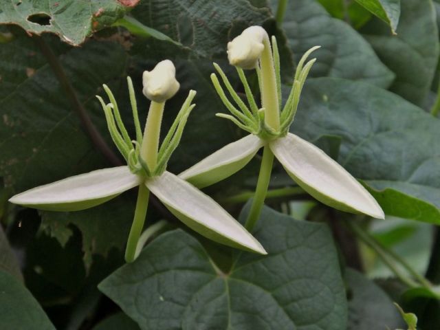 These flowers were strange looking