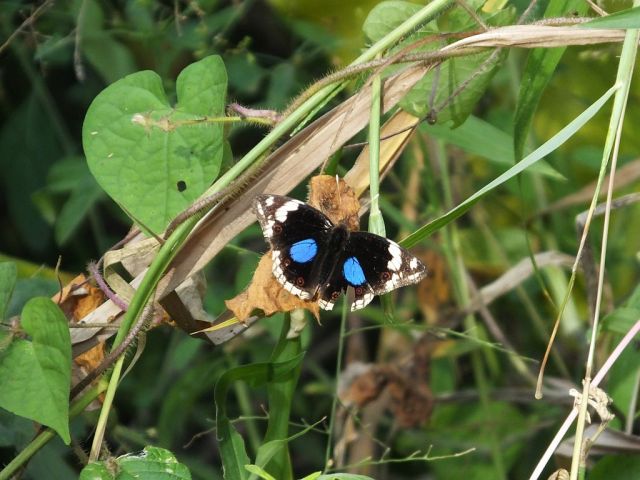 A butterfly that kept still long enough for a photo