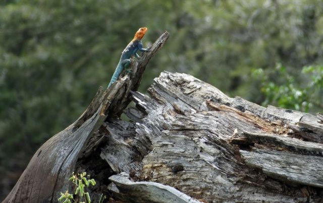 Red-headed Agama Lizard. His head looks orange to me.