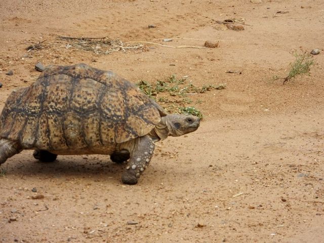 This is what that little tortoise we saw in Meru will grow into!