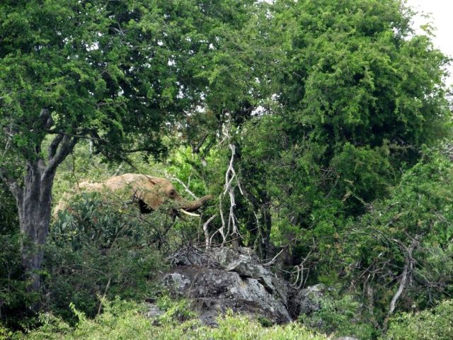 Foraging elephant hidden by trees and bushes