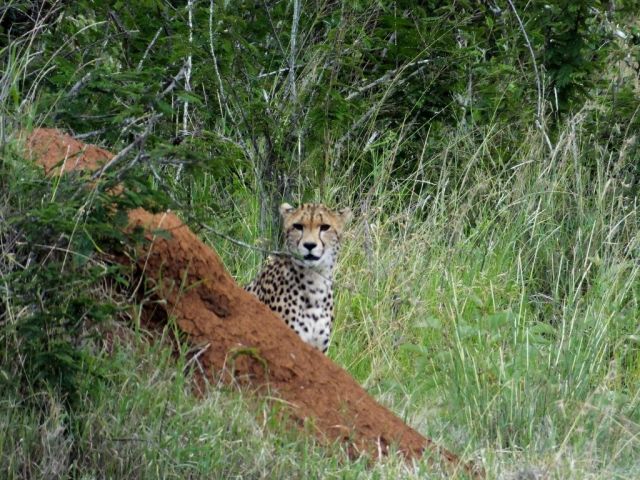 Thanks to the Cisticolas we find the Cheetah again