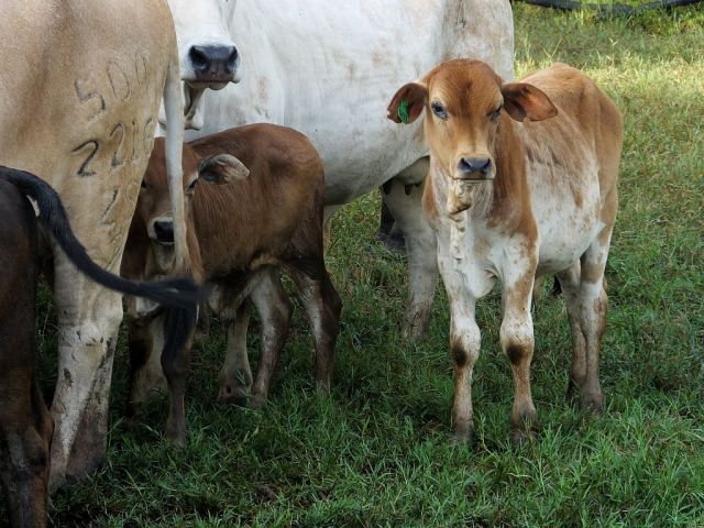 Cute calves that will soon be soaking wet.