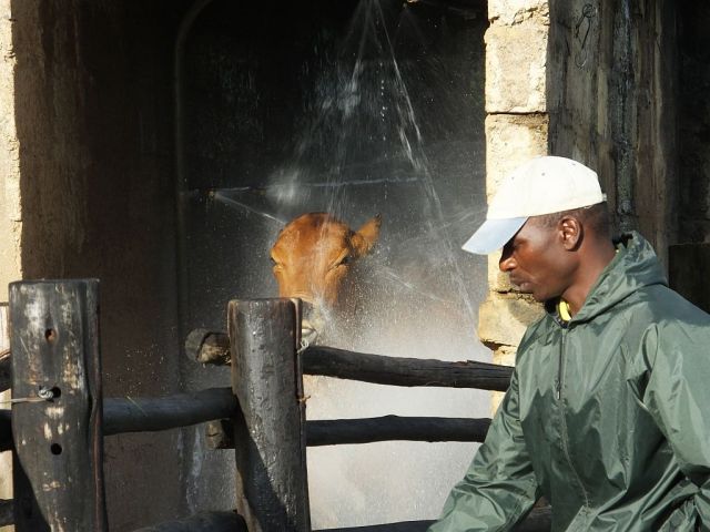 A cow running the gauntlet of water jets