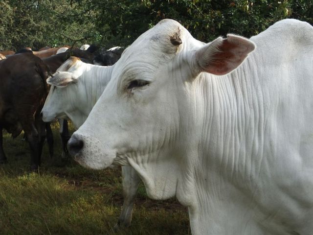 This animal is standing right next to us and you can see how upset it is:).