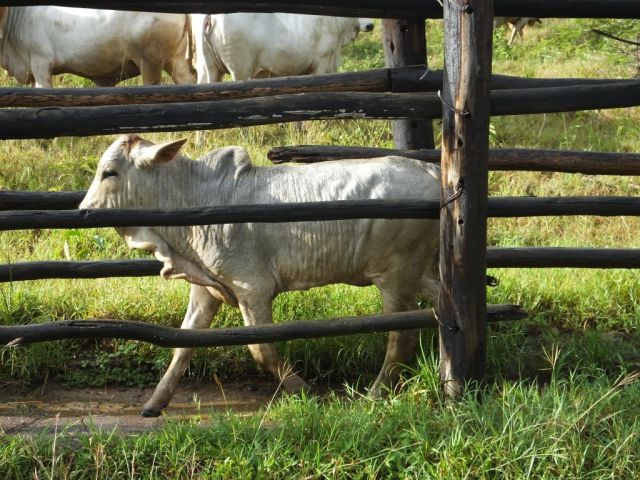 This calf is ready to rejoin the herd.