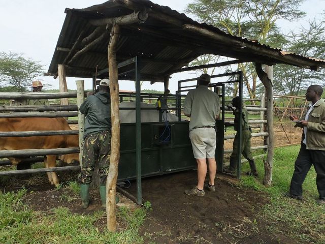 Weighing steers