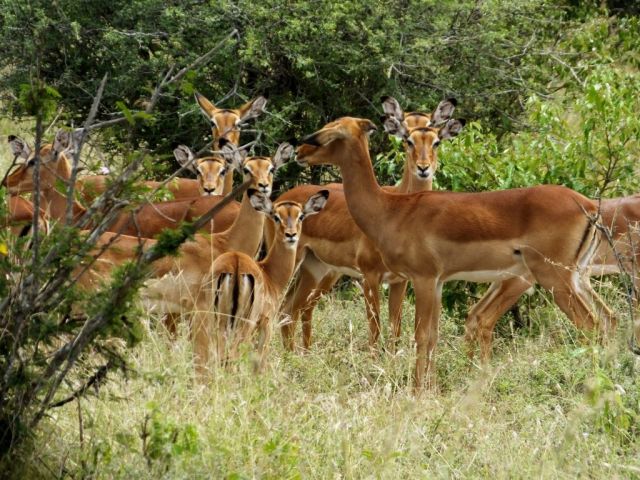 Impala herd