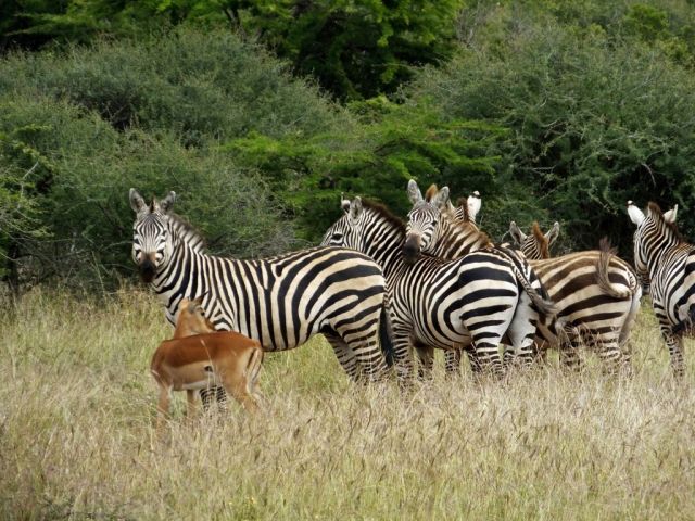 Zebra and an impala