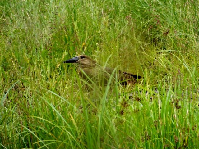 Hammerkop trying to hide in the lush grass